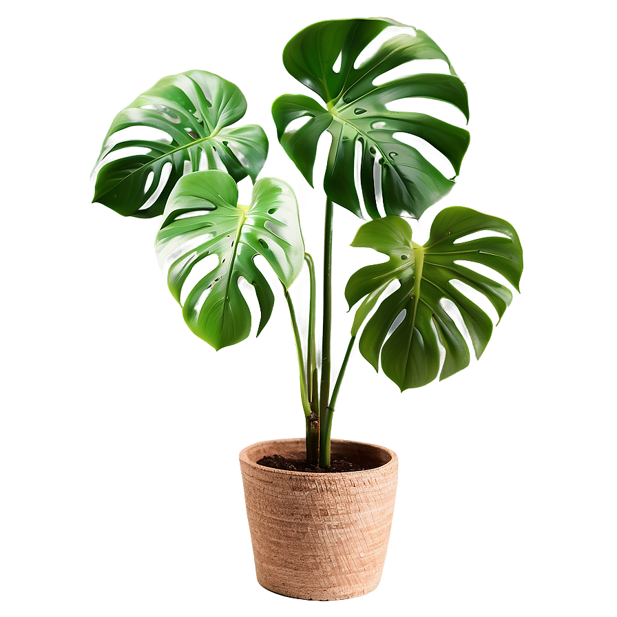 Lush Monstera Plant Png Hxn