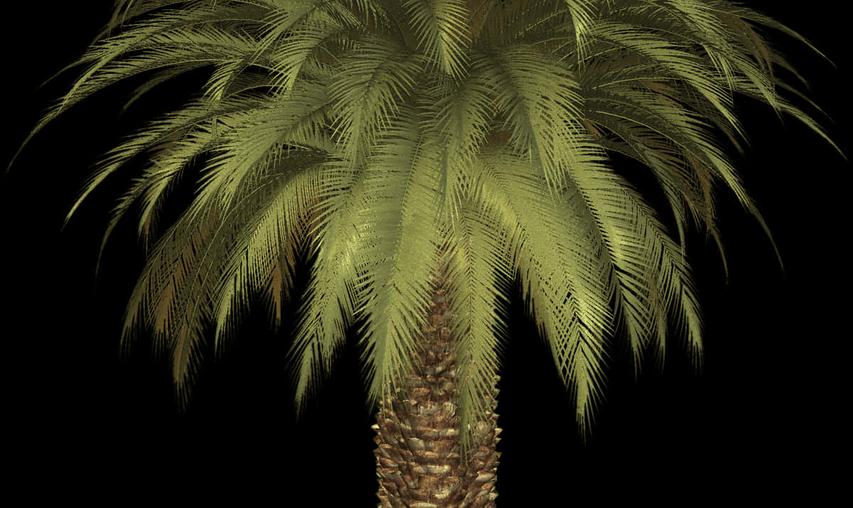 15 Palm Tree Png Clipart For Free Download On Mbtskoudsalg - Palm Tree, Transparent Png PNG with transparent background