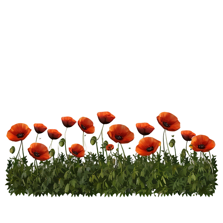 Lush Poppy Landscape Png 35