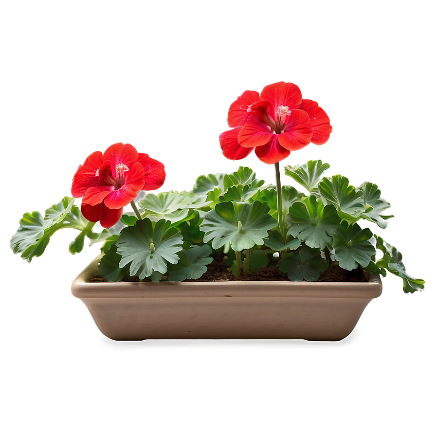 Lush Red Geraniums Png 06122024