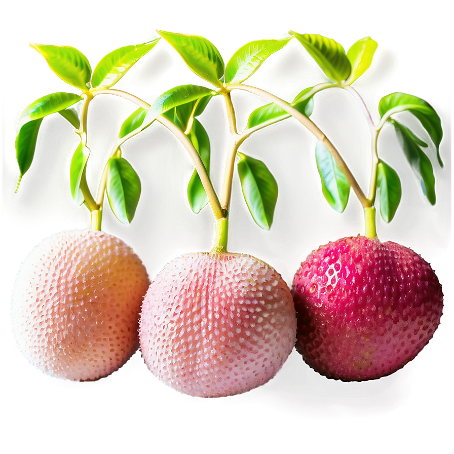 Lychee Vibrant Texture Png 06252024