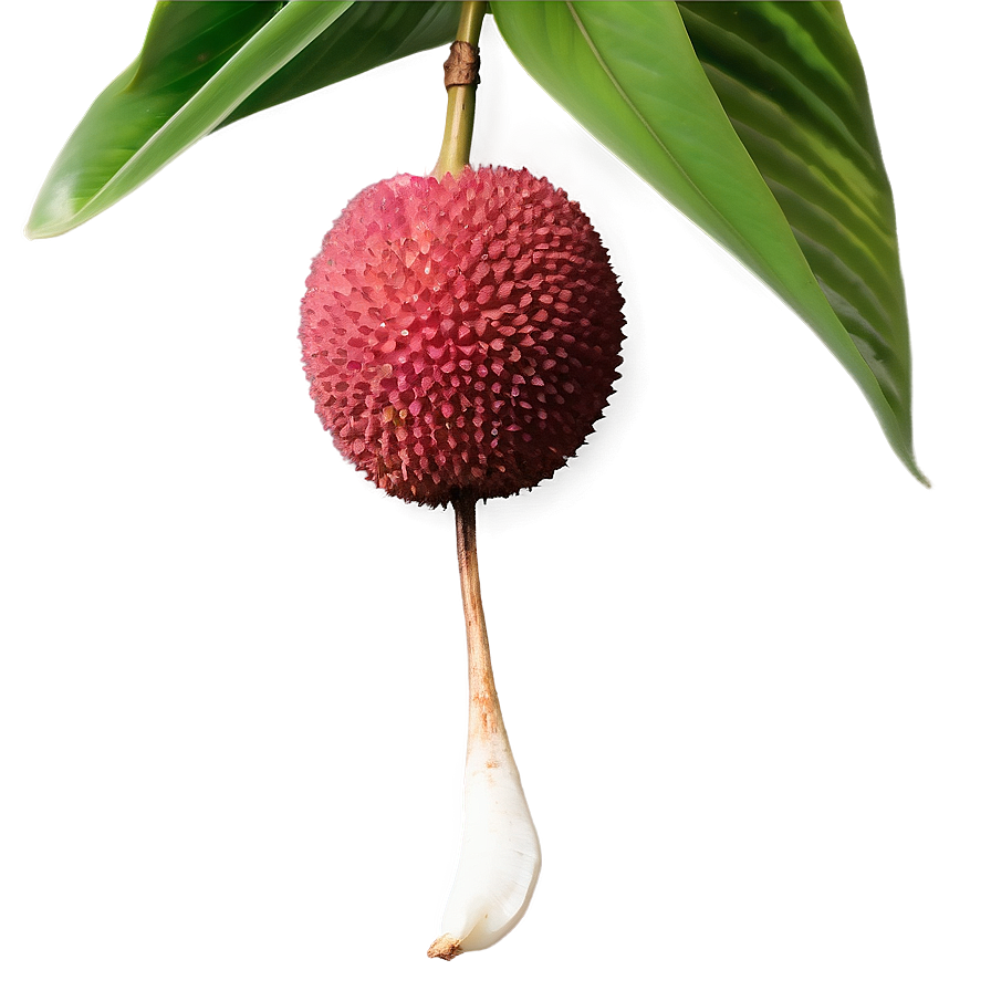 Lychee With Leaf Png 06252024