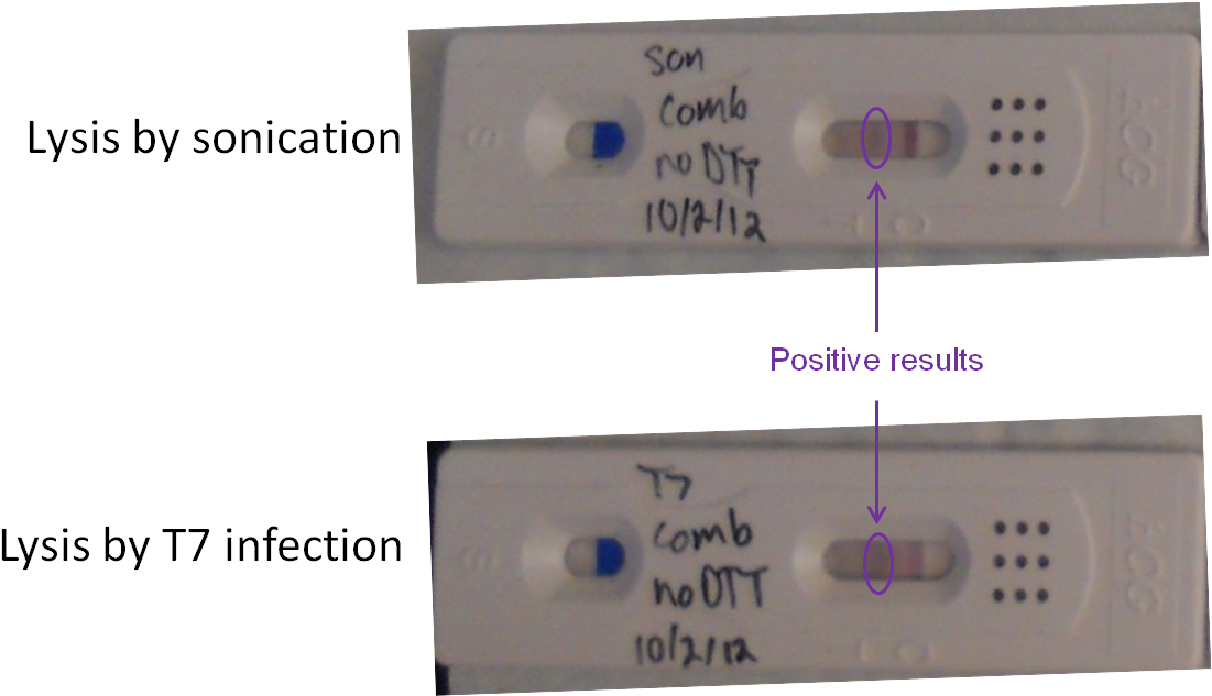 U Check Pregnancy Test Results, HD Png Download PNG with transparent background