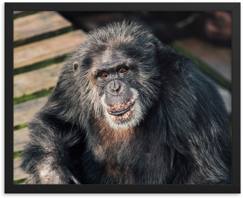 Macaque, HD Png Download PNG with transparent background