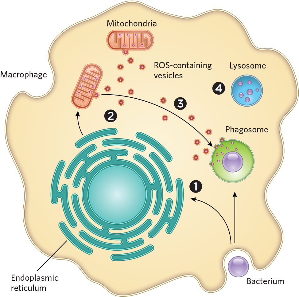 Macrophage Engulfing Bacterium Process