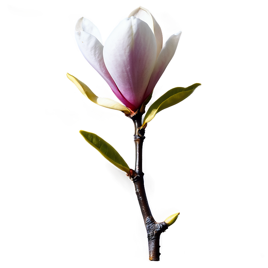 Magnolia Flower Branch Png Hmq86