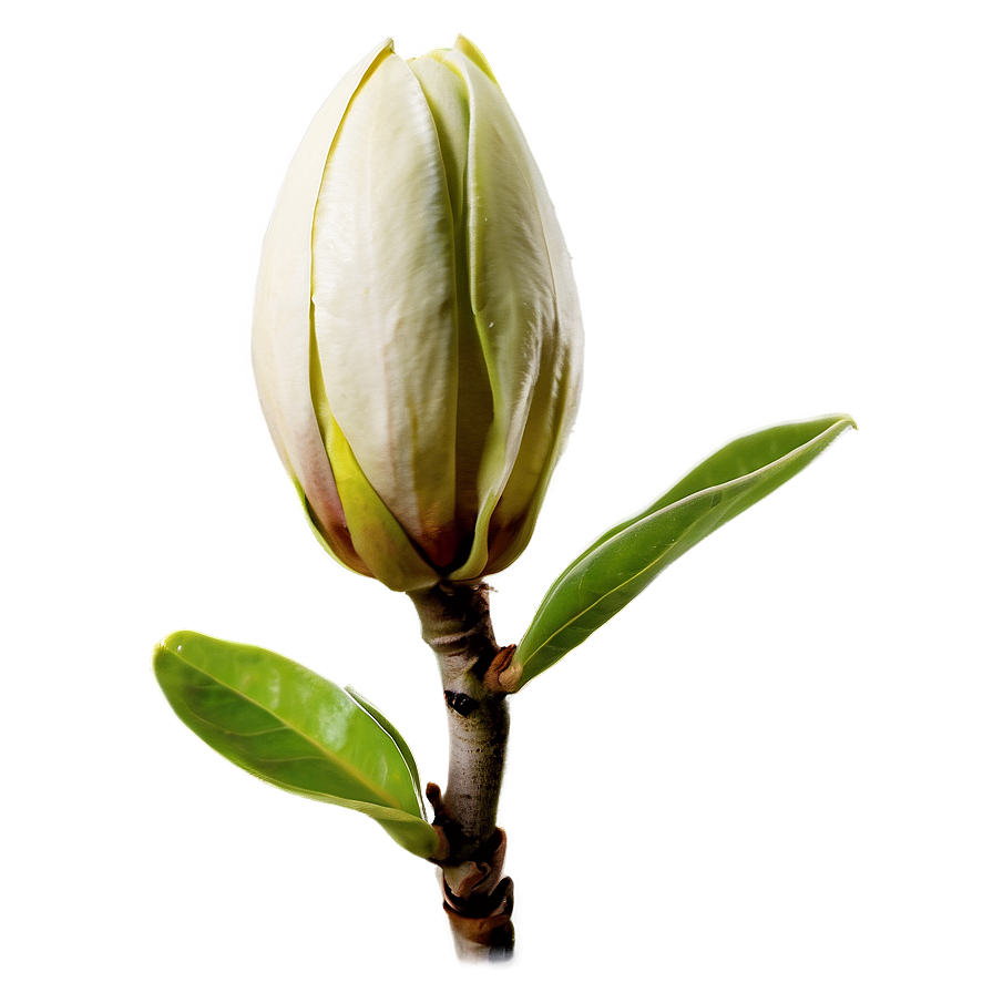 Magnolia Flower Bud Png 06252024