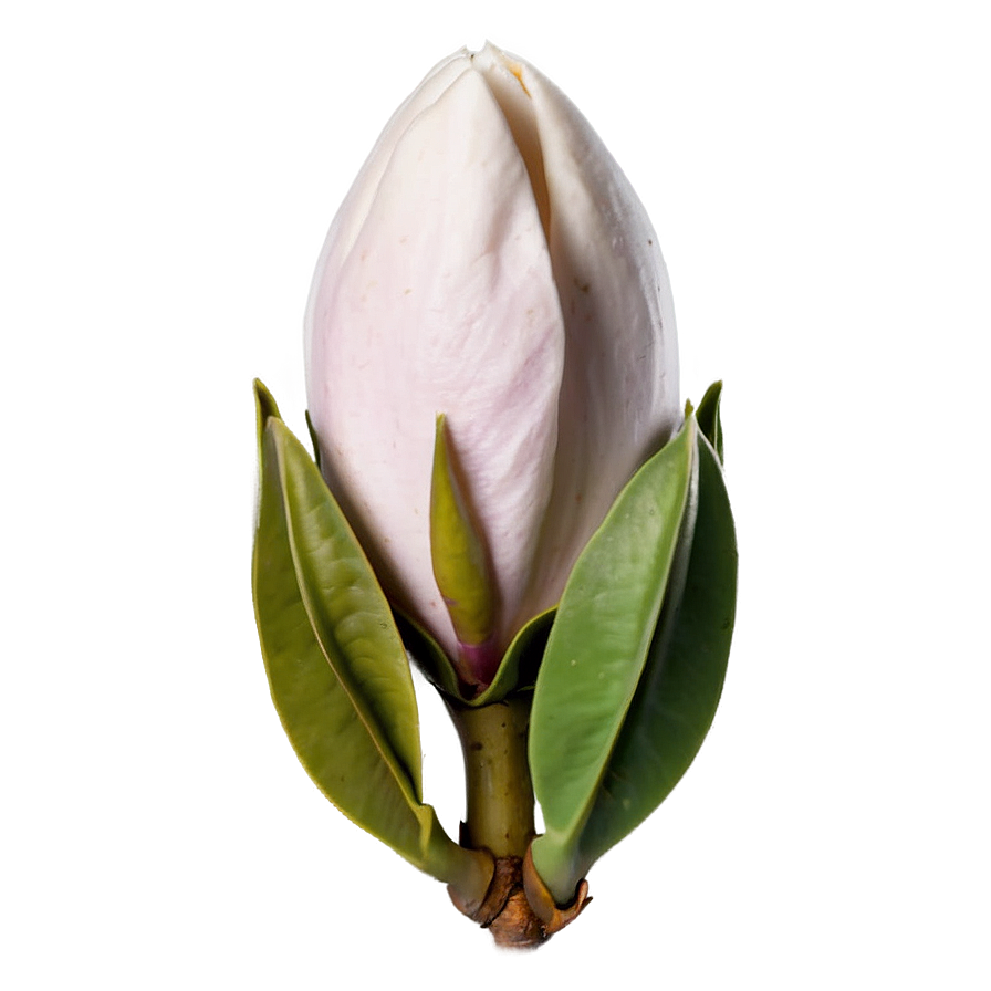 Magnolia Flower Bud Png 06252024