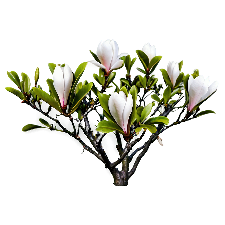 Magnolia Flower Bush Png 91