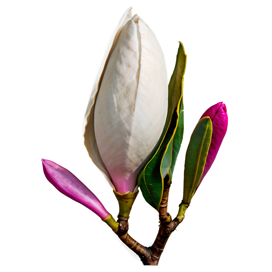 Magnolia Flower Close-up Png Dcs78