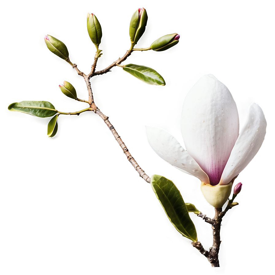 Magnolia Flower Greeting Png 72