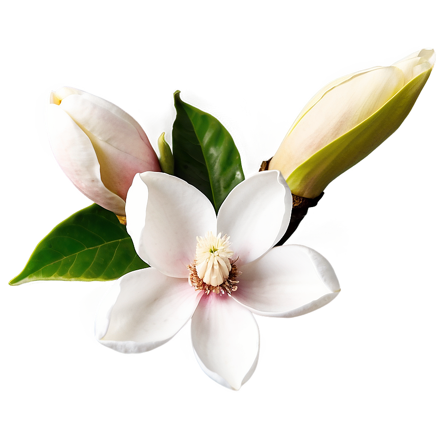 Magnolia Flower Greeting Png Qfp31