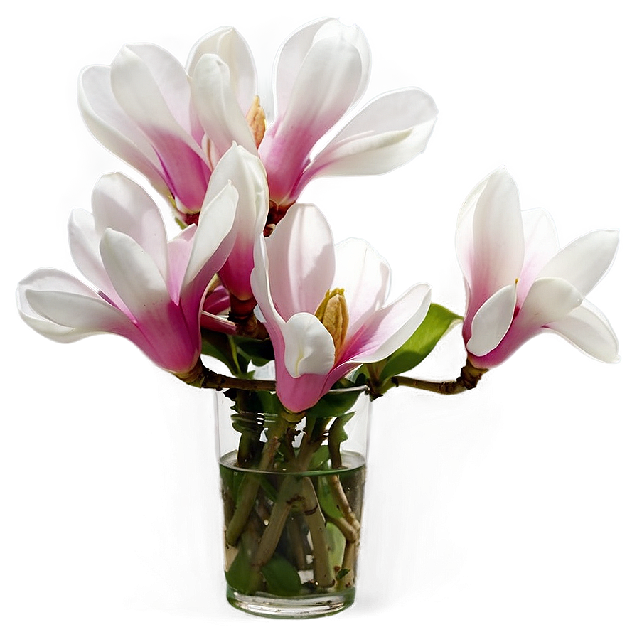 Magnolia Flower In Vase Png Und30