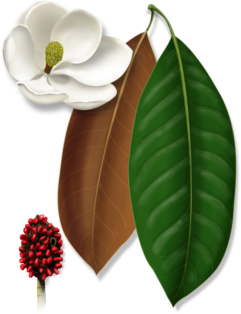 Magnolia Flower Seed Pod Leaves Illustration