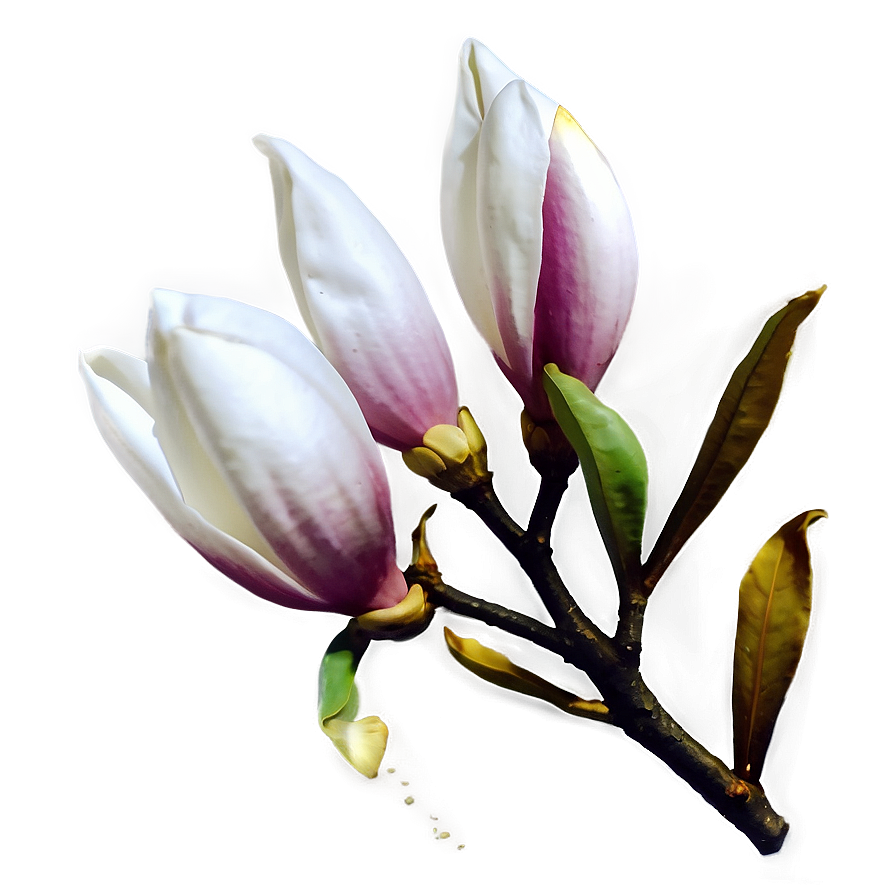 Magnolia Flower Transparent Png 48