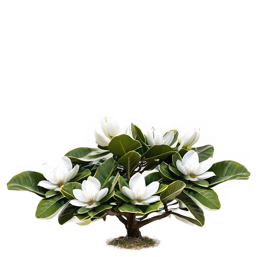 Magnolia Grandiflora Tree PNG 06212024 PNG image with a transparent background, free high-resolution download