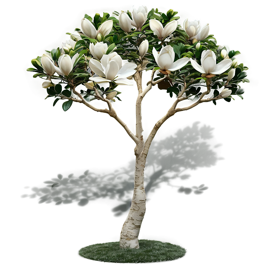 Magnolia Tree Garden Scene PNG uui PNG image with a transparent background, free high-resolution download