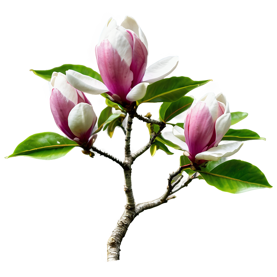 Magnolia Tree in Bloom PNG cnx PNG image with a transparent background, free high-resolution download