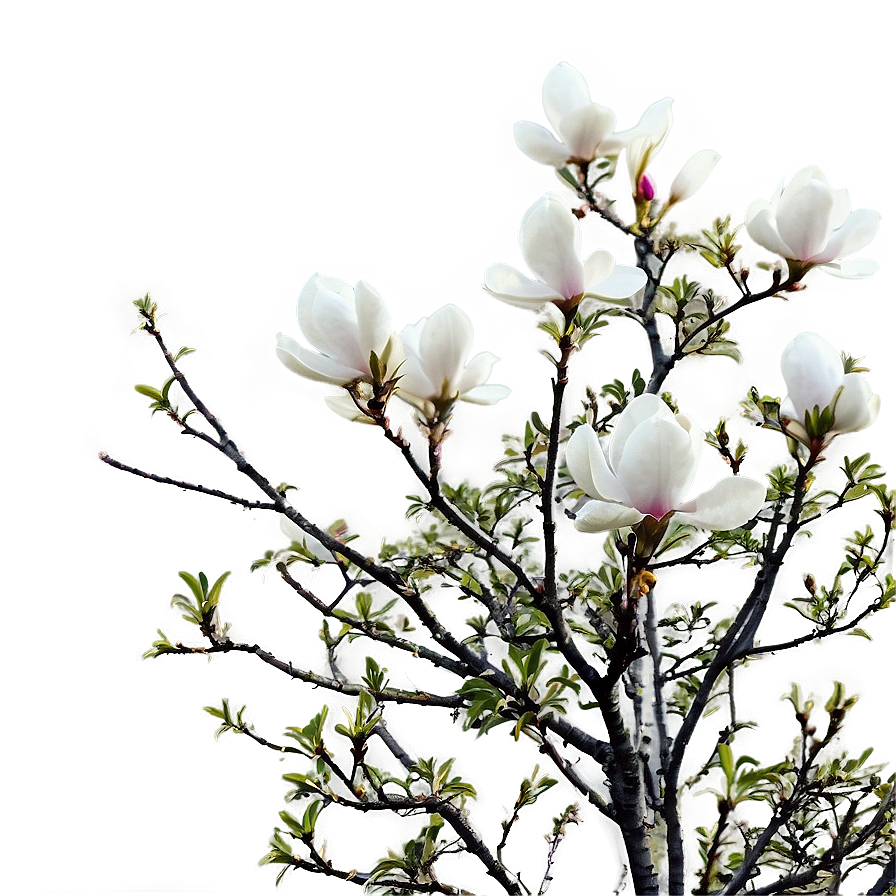 Magnolia Tree In Mist Png Qga