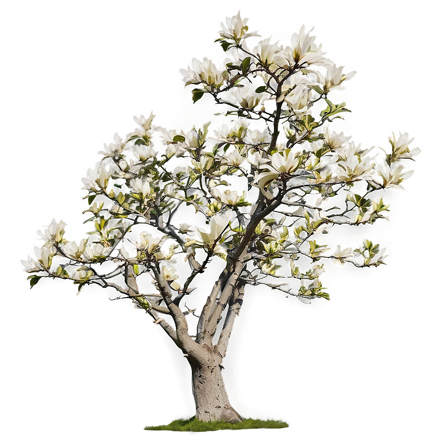 Magnolia Tree In Wind Png 06212024