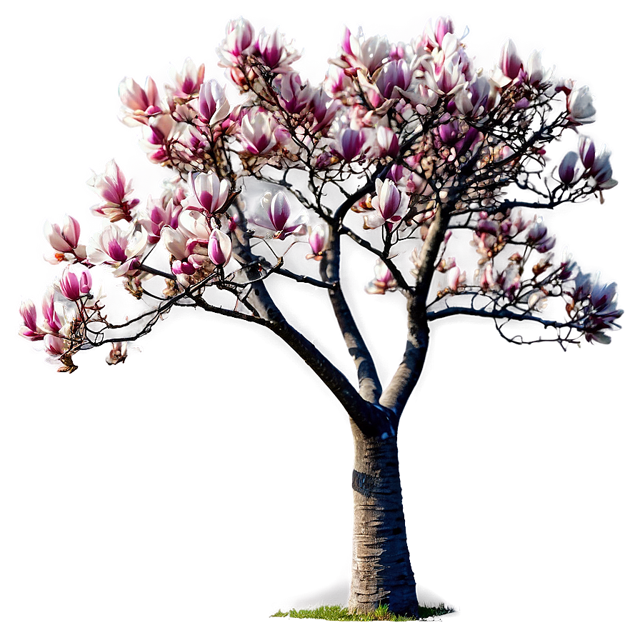 Magnolia Tree In Wind Png Oxu