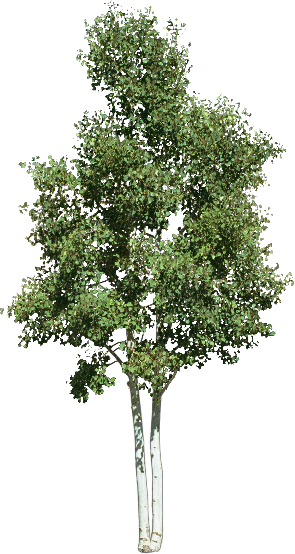 Look At Trees Clip Art, HD Png Download PNG with transparent background