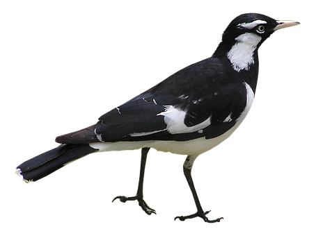 Magpie Bird Black White Background