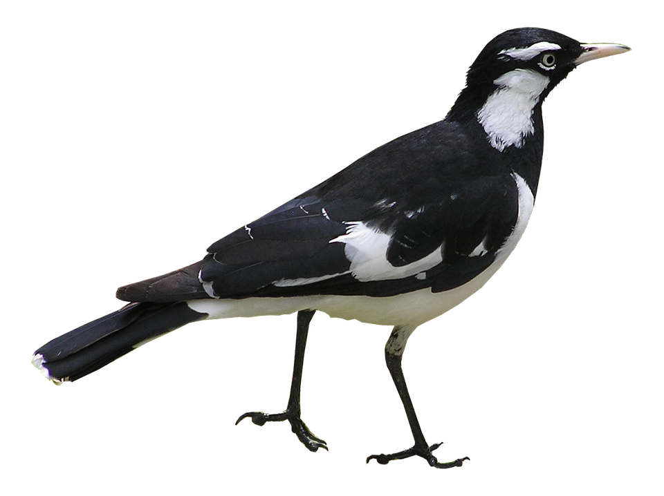 Magpie Lark Bird Profile