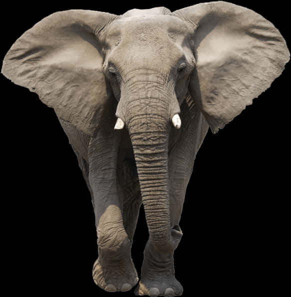 Majestic African Elephant