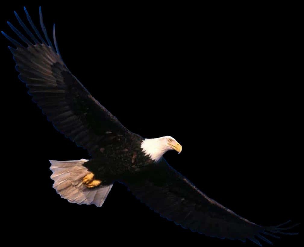 Download Eagle Png - Transparent Eagle Flying Png, Png Download PNG with transparent background