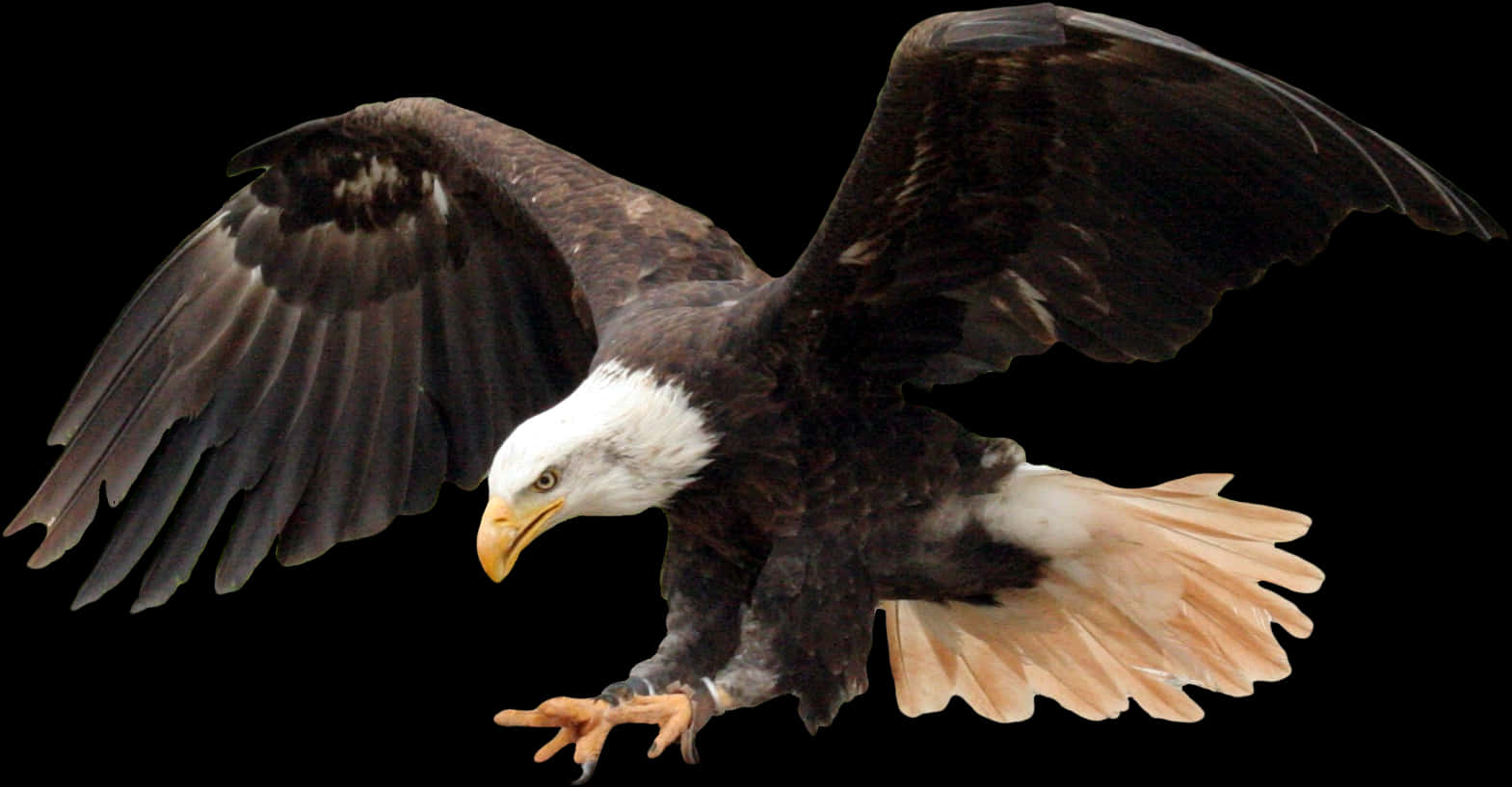 Bald Eagle Png Image - Bald Eagle Transparent Background, Png Download PNG with transparent background