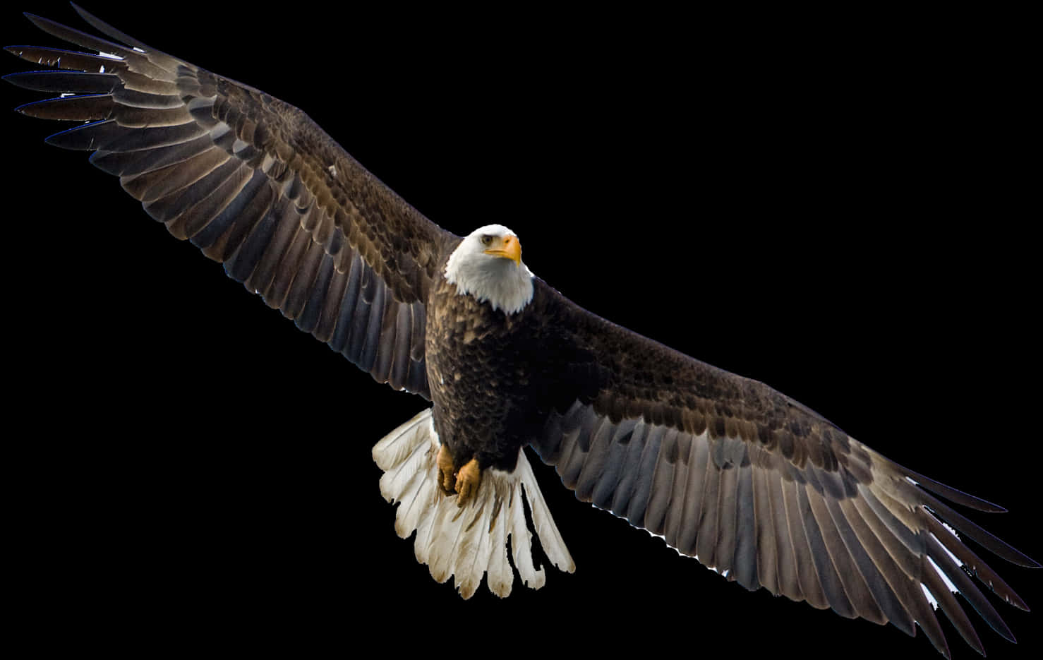 Flying Eagle Png Image Vector, Clipart, Psd - Transparent Eagle Flying Png, Png Download PNG with transparent background