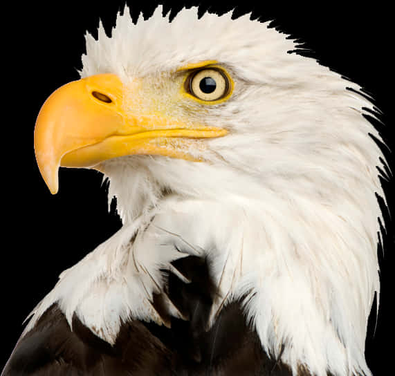 Bald Eagle Png Transparent - Eagle Head Transparent Background, Png Download PNG with transparent background