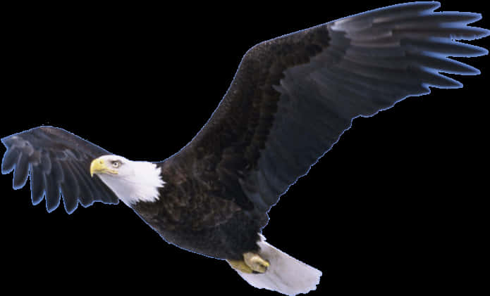 Download Bald Eagle Png Pic - Eagle Soaring Transparent Background, Png Download PNG with transparent background