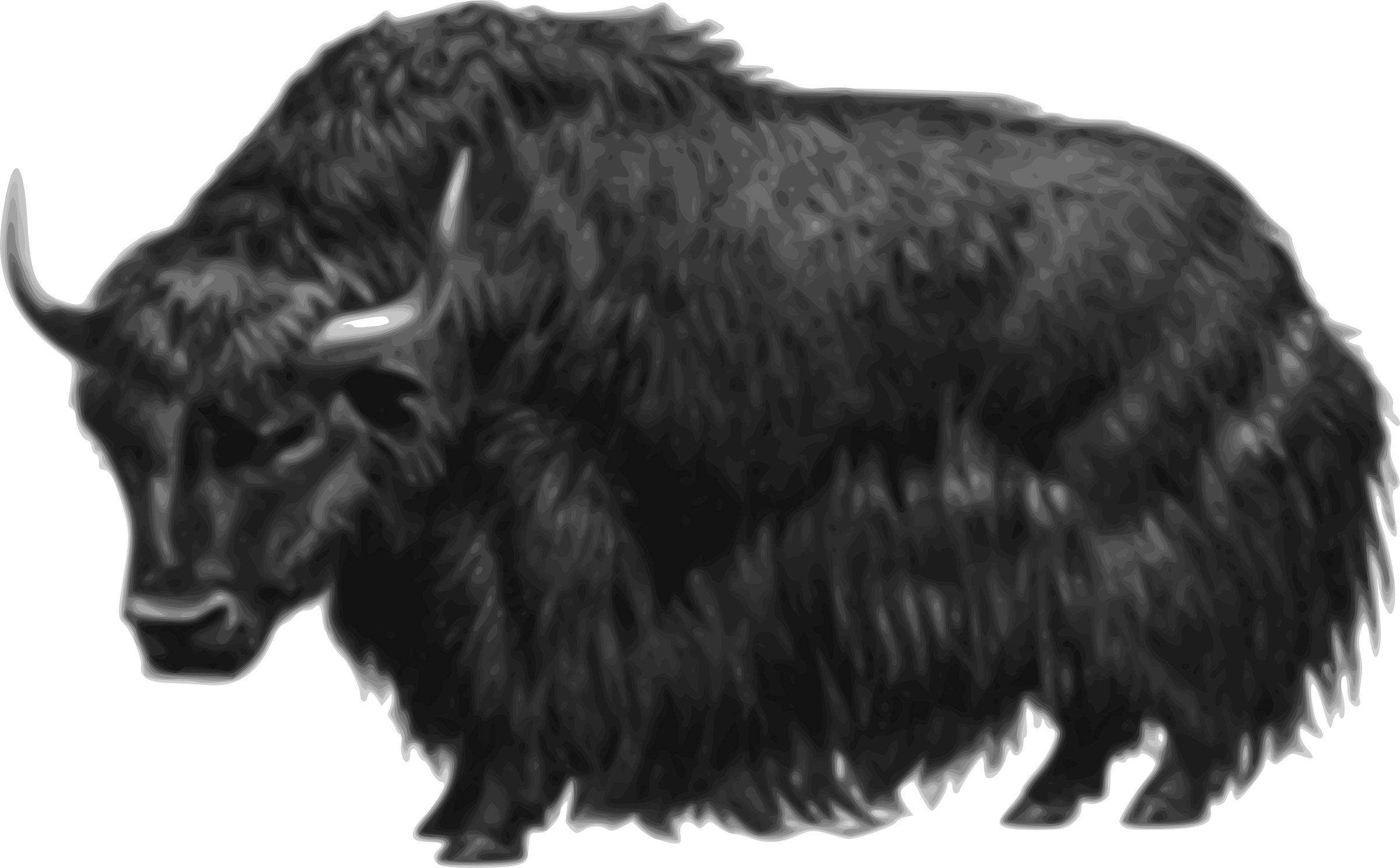 Majestic Bison Illustration