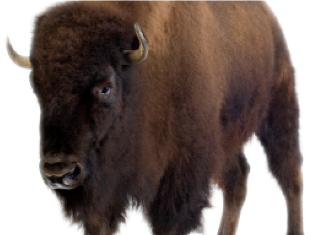 Majestic Bison Profile