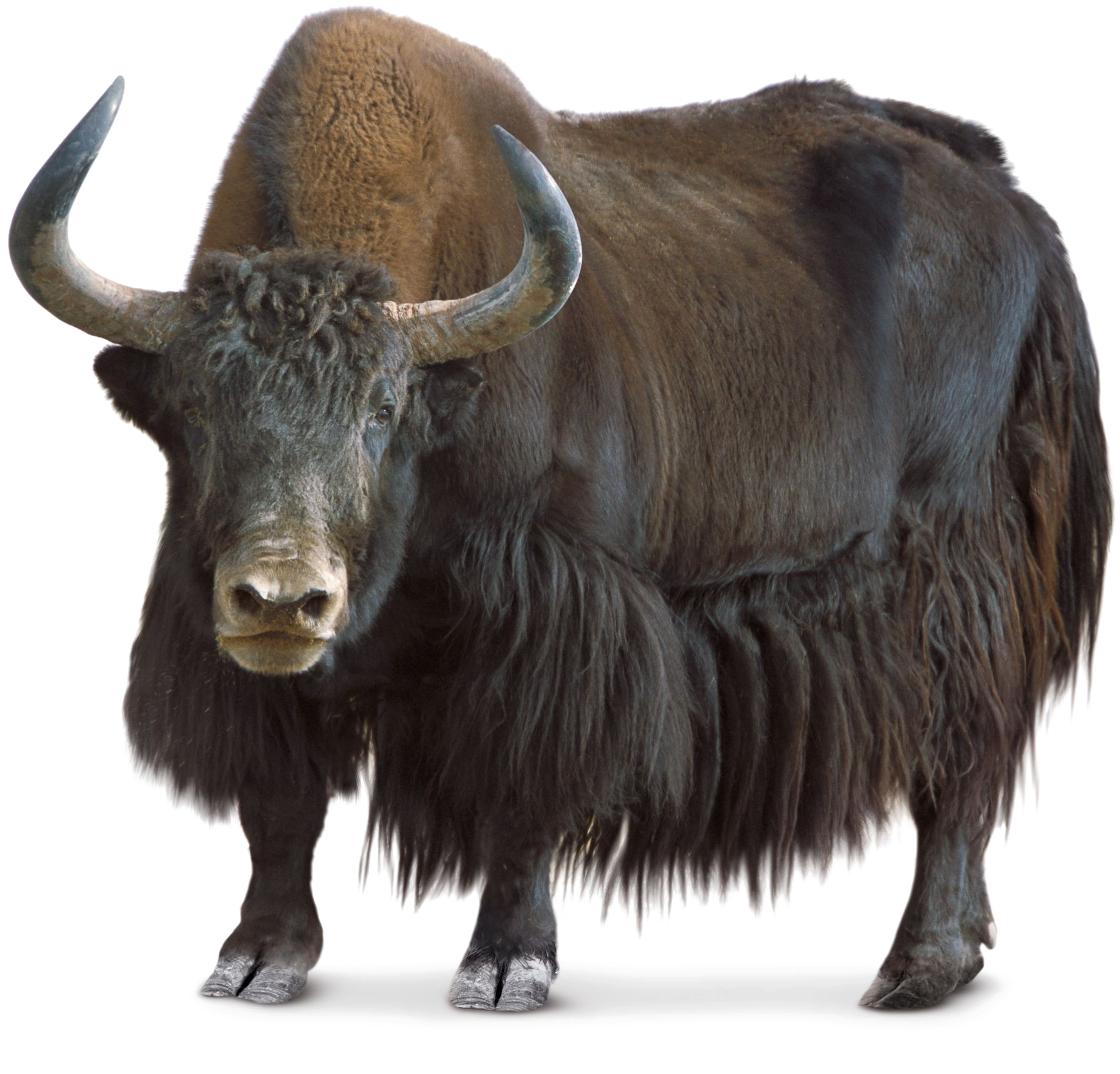 Majestic Bison Standing Transparent Background.png