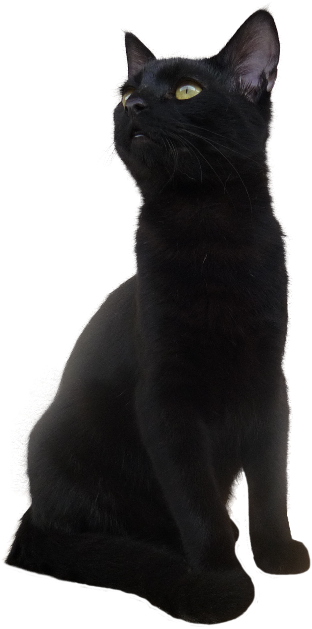 Bombay Cat Korat European Shorthair Black Cat - Short Hair Black Cat, HD Png Download PNG image with a transparent background, free high-resolution download