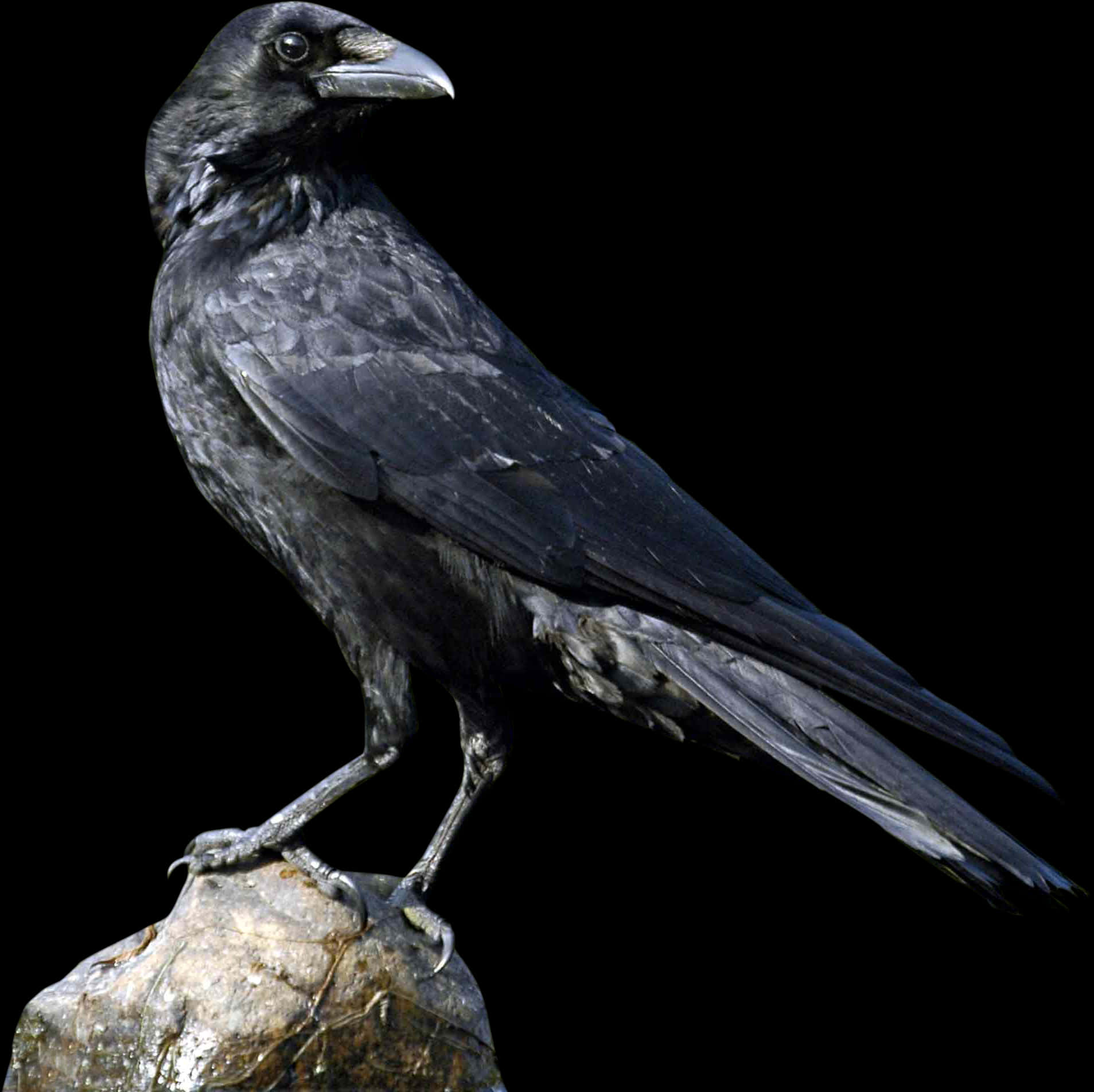 Majestic Black Crow Portrait