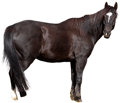Majestic Black Horseon Black Background.jpg PNG with transparent background
