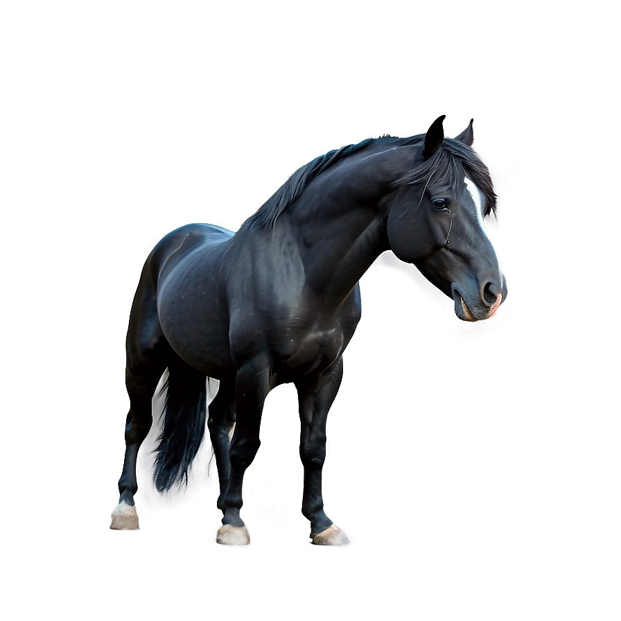 Majestic Black Stallion Png 06262024