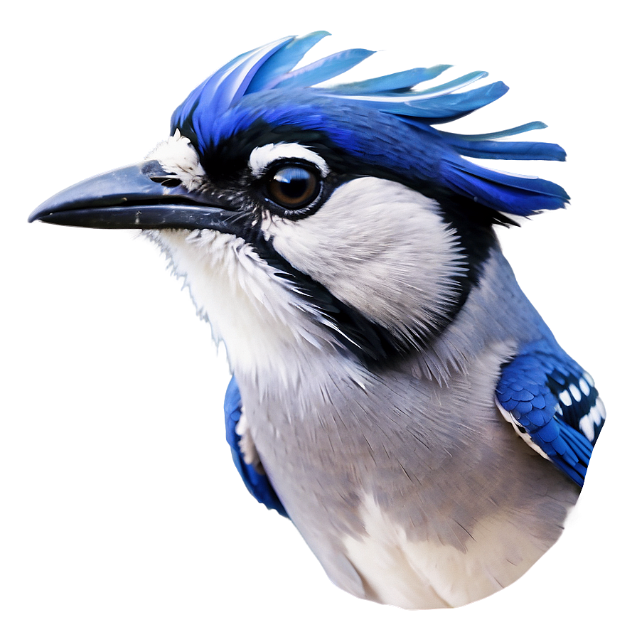 Majestic Blue Jay Portrait Png Hur34