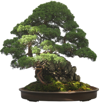 Majestic Bonsai Tree Black Background PNG image with a transparent background, free high-resolution download