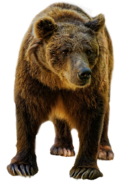 Majestic Brown Bear Standing