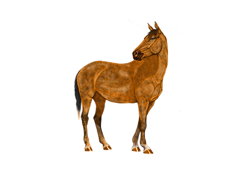 Majestic Brown Horse Black Background