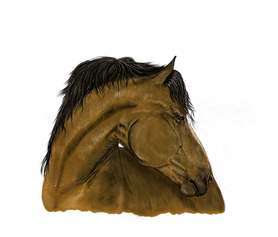 Majestic_ Brown_ Horse_ Portrait PNG with transparent background