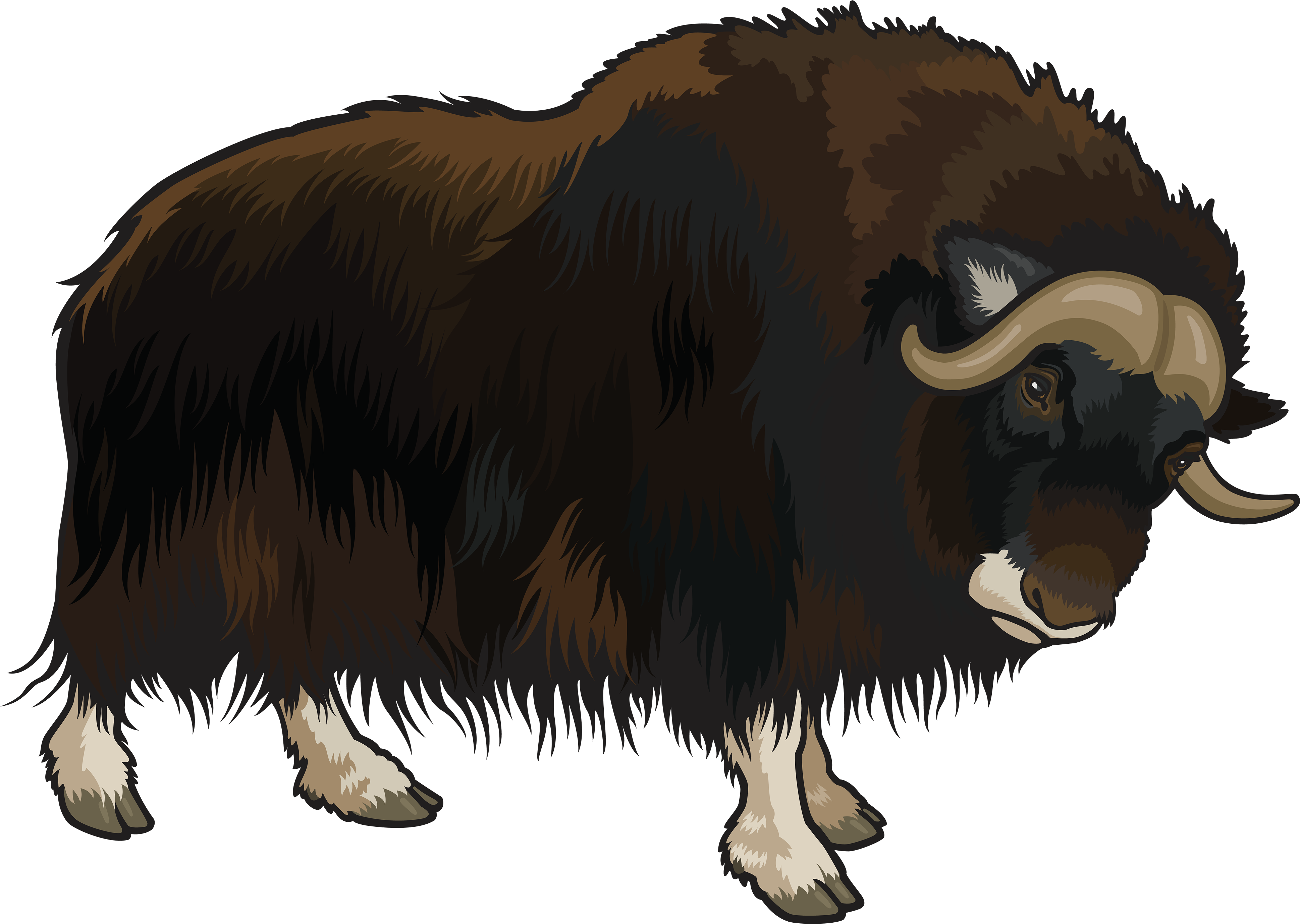 Majestic Buffalo Illustration