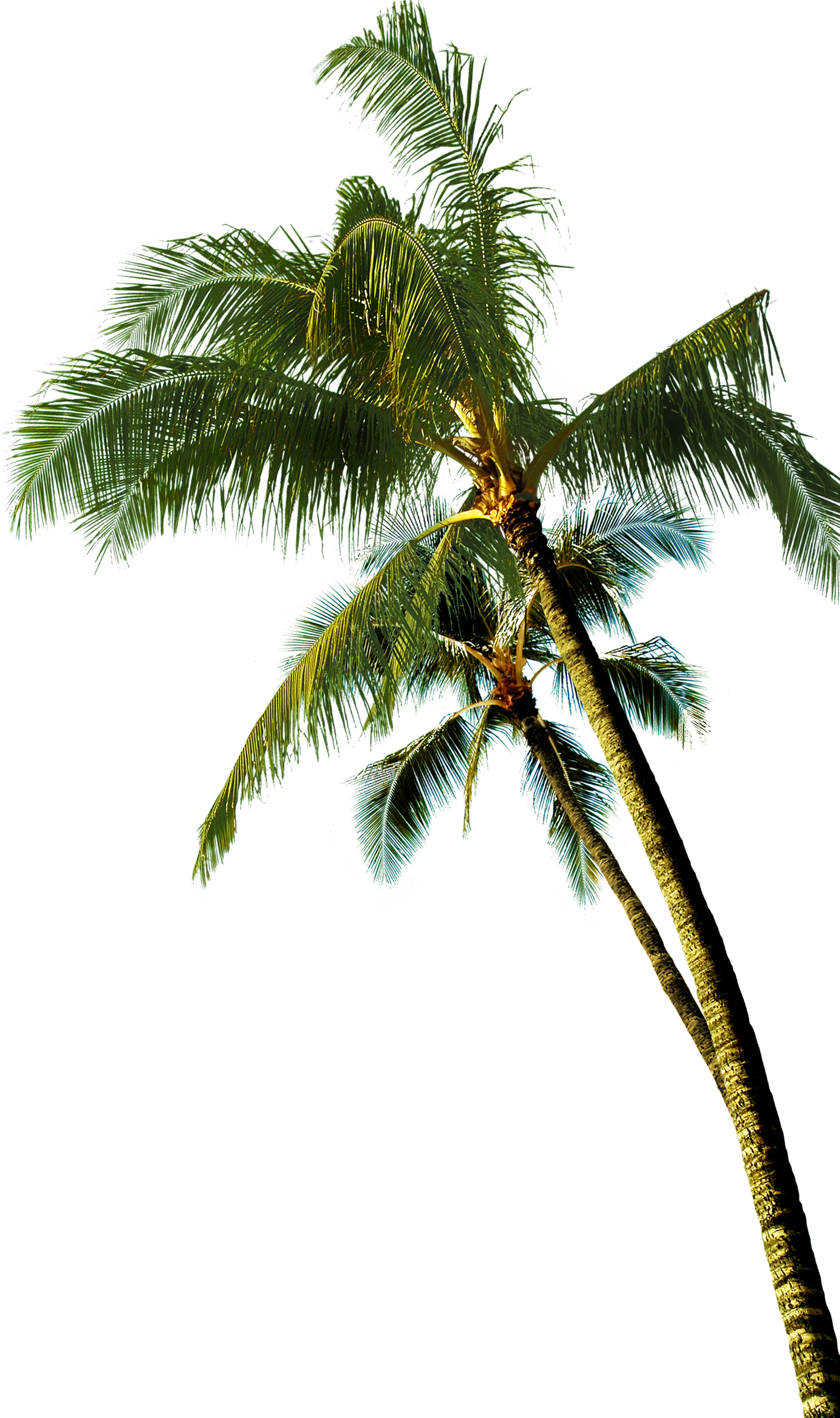 Majestic_ Coconut_ Tree_ Against_ Sky PNG image with a transparent background, free high-resolution download