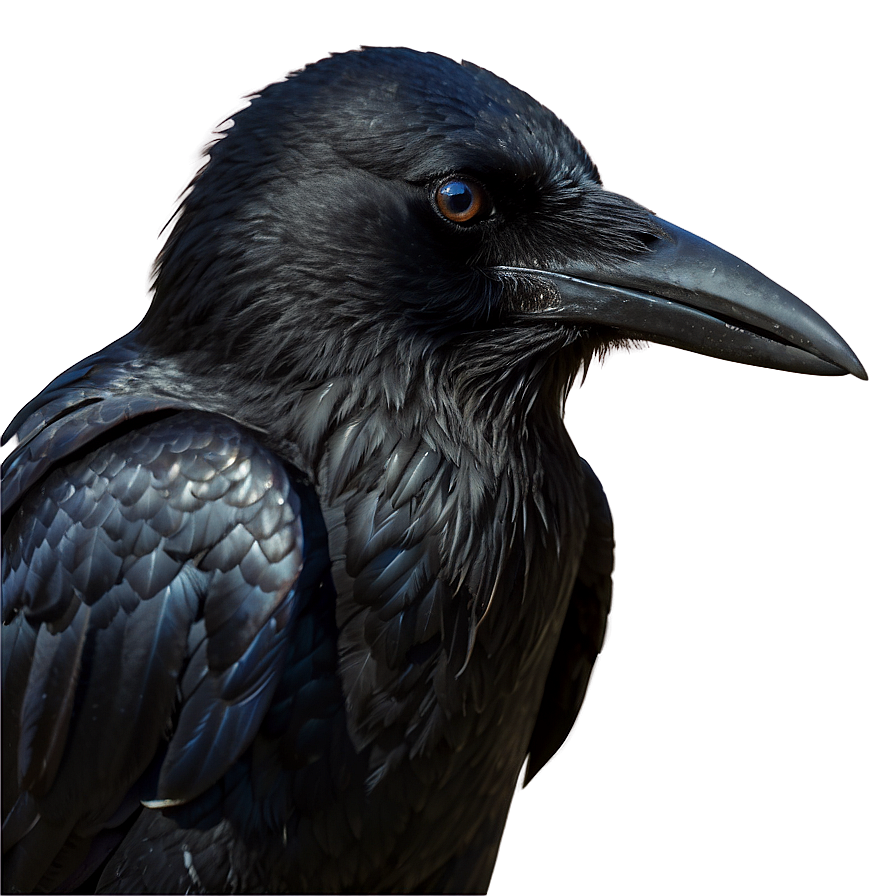 Majestic Crow Png 34