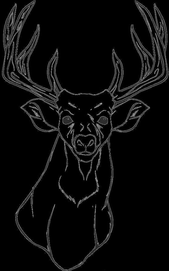 Majestic Deer Sketch Art